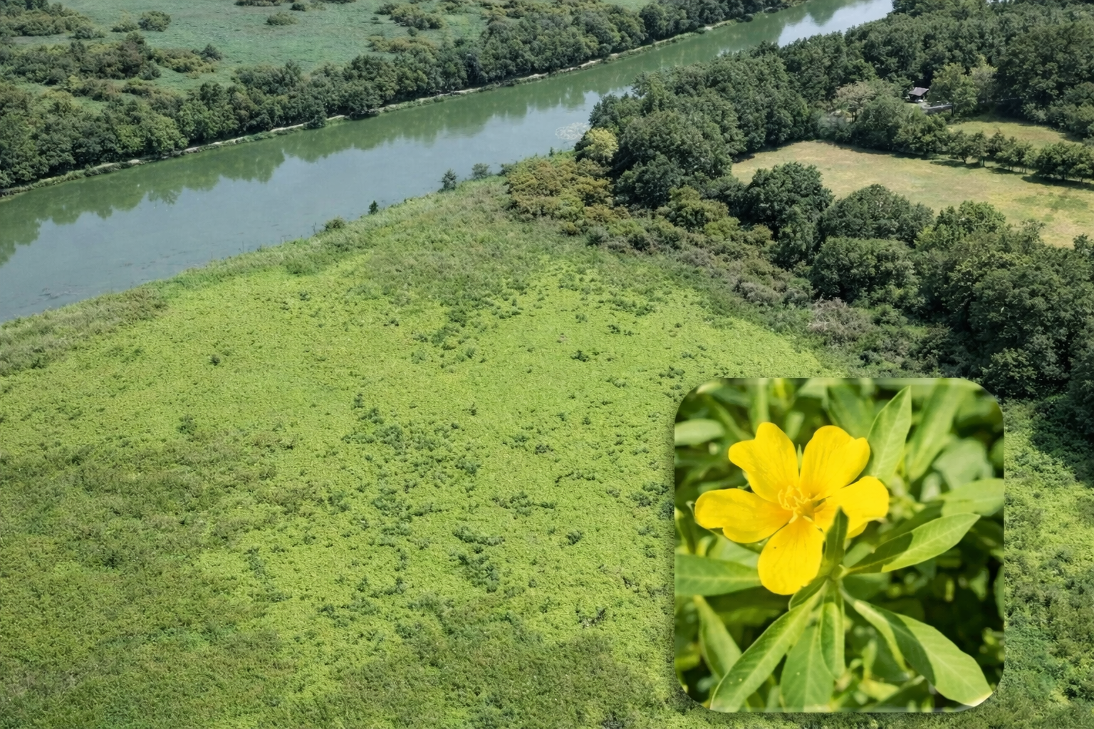 Vue aérienne zone Jussie